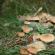چیدن قارچ: قوانین و توصیه های کلی برای یک جمع کننده قارچ تازه کار تعبیر خواب چیدن قارچ در جنگل با همسرتان
