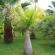 Signs and superstitions about the home palm tree