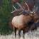 Hunting for elk using a decoy Download the voice of a moose during the rut mp3