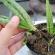 Aloe grows well in the house according to Feng Shui. Can Aloe be kept at home?