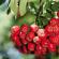 Red rowan for health and female beauty